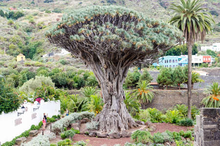 Famous Drago Milenario Millennial Dragon Tree of Icod de los Vinos in Tenerife, Canary Islands, Spain.の写真素材