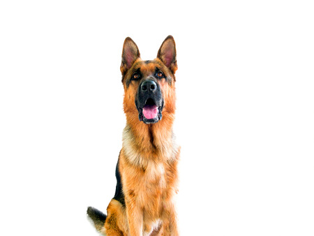 german shepherdの写真素材