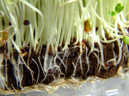 Some Cress 3