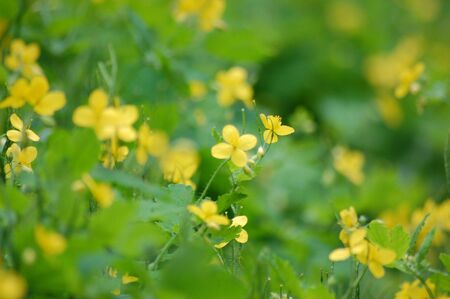 some bright yellow weeds growing in a town alley between two houses     