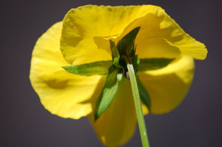 close up of a yellow garden pansy flower                                    の写真素材