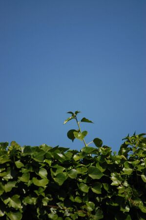       a lush green Ivy hedge, shot in the sun with shadow details against blue skyの写真素材