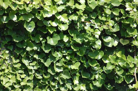       a lush green Ivy hedge, shot in the sun with shadow details                              