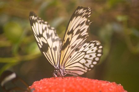 large butterfly species from the amazon area of the worldの写真素材