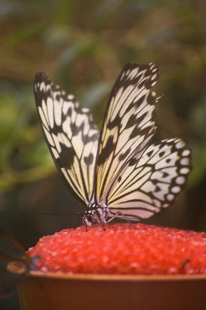 large butterfly species from the amazon area of the worldの写真素材