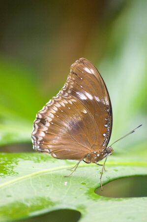 large butterfly species from the amazon area of the worldの写真素材