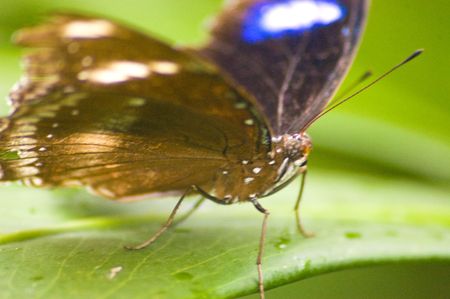 large butterfly species from the amazon area of the worldの写真素材