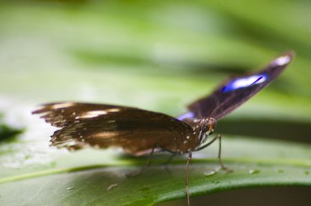 large butterfly species from the amazon area of the worldの写真素材
