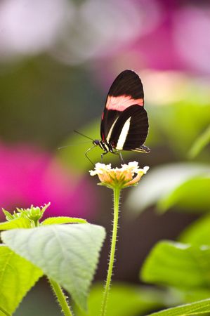 large butterfly species from the amazon area of the worldの写真素材