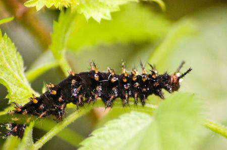 a large dark black catapiller on plantの写真素材