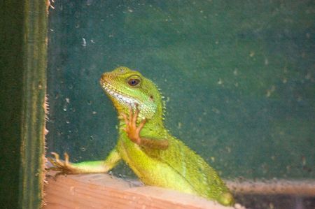 a bright green water dragon lizard in captivityの写真素材