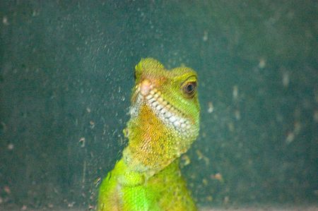 a bright green water dragon lizard in captivityの写真素材