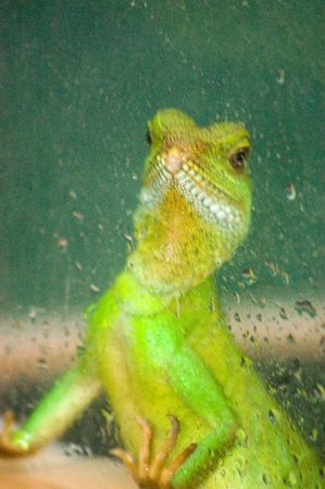 a bright green water dragon lizard in captivityの写真素材