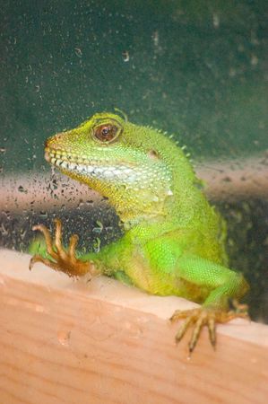 a bright green water dragon lizard in captivityの写真素材