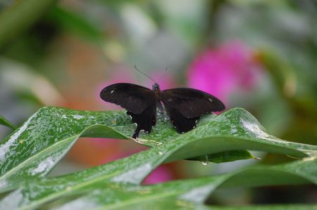large butterfly species from the amazon area of the world                       の写真素材