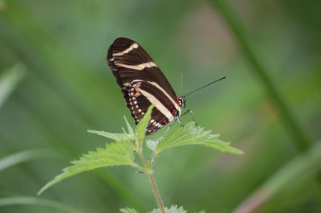 large butterfly species from the amazon area of the world                       の写真素材