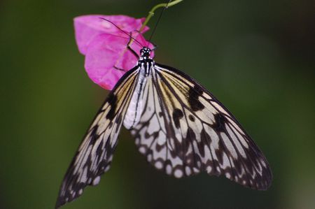 large butterfly species from the amazon area of the world                       