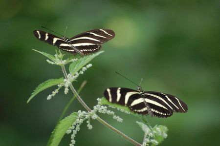 large butterfly species from the amazon area of the world                       の写真素材