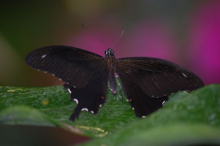 large butterfly species from the amazon area of the world                       の写真素材