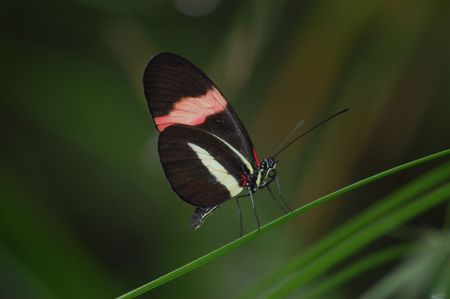 large butterfly species from the amazon area of the world                       の写真素材