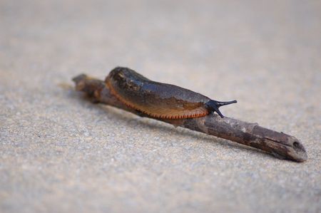 a common garden slug in the uk          