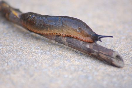 a common garden slug in the uk          の写真素材