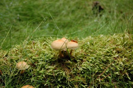 Wild Mushroom in center 1の写真素材