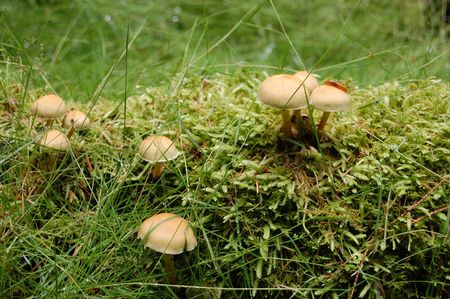 Wild Mushrooms 1の写真素材