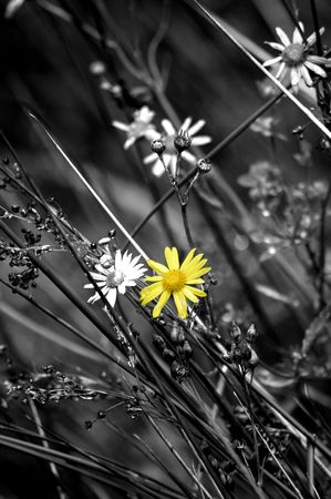 Single Daisy In Yellowの写真素材