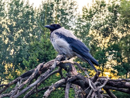 A grey crow sits comfortably on the spreading treetop and mysteriously watches everything around. A feathered friend caws in the forestの写真素材