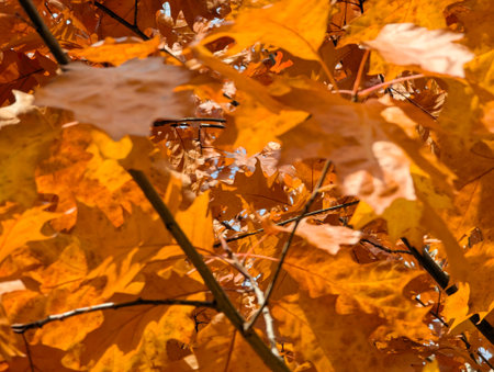 Dense, layered background of vibrant orange and golden yellow autumn leaves showcasing rich seasonal soft focus texture.の写真素材