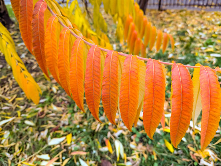 Texture and vibrant colors of orange plant leaves. The detailed view captures the natural patterns