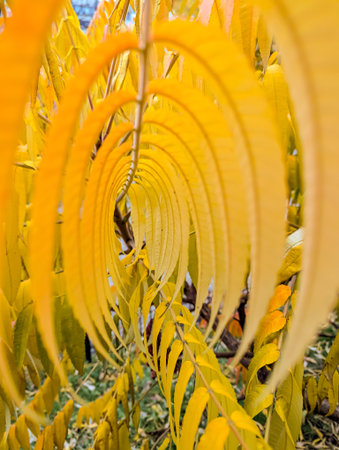 Long yellow leaves form tunnel their curved shape. A perspective of being within spine or skeleton plant or animal. Vertebral structure positioned on branch. Special perspective of foliage vegetation.の写真素材