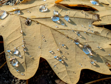A fallen oak leaf in autumn, with delicate drops of dew on its surface. Fine veins of the vegetation's foliage beige brown yellow texture.の写真素材