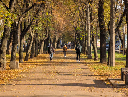 View of the park alley on a sunny day in the city color warm leavesの写真素材