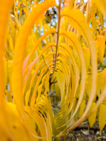 Long yellow leaves form tunnel their curved shape. A perspective of being within spine or skeleton plant or animal. Vertebral structure positioned on branch. Special perspective of foliage vegetation.の写真素材