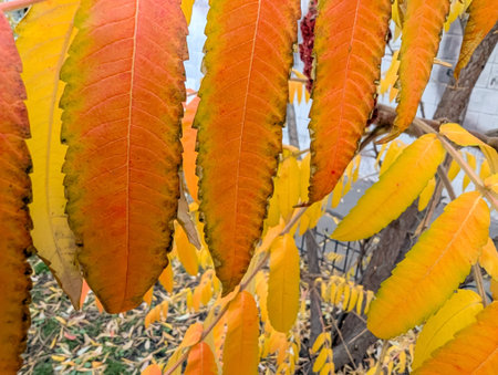 Nature pattern of yellow and orange long leaves on branches. Natural texture as vibrant background...
