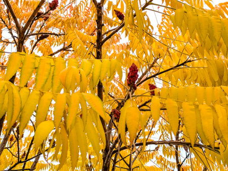 Foliage orange long leaves in the park. Autumn leaves of tree. Natural foliage, falling parts....
