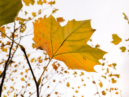 one yellow leaf on a branch against a blue sky autumn backgroundの写真素材
