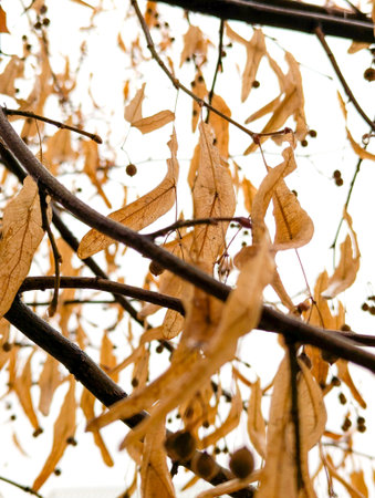 The photo shows the distinctive winged seeds of a tree in full colour with direct sun soft light
