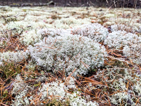 White moss texture on outdoor wall in rainy season. Perspective point of photo shoot. Bokeh on back forest surfaceの写真素材