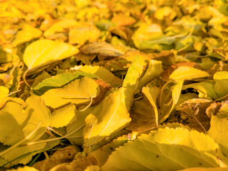 The leaves were gathered in a folder, compressed. The stack of sheets curved into an arch of waves like an ocean storm. Fall in nature golden season. Vivid brown and coffee mapple leaf warm colors.の写真素材