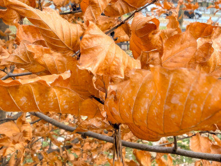 Yellowed beech leaves curl as they dry on their branches. Photographed with bokeh. Close-up with a blurred background. A riot of orange colors, a fading warm autumn.の写真素材