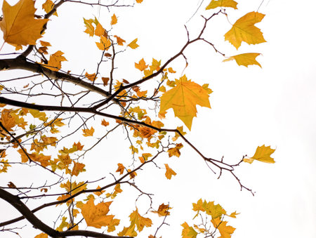 Several sycamore leaf against a white background. The fading season of autumn. A sky. Texture tree.