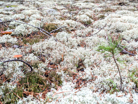 Green and white moss texture background. Ecology and environment concept. Small leaves and stems of a natural carpet covering the ground in the fresh forestの写真素材