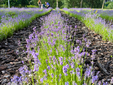 Background with Lavandula angustifolia Hidcote Blue. Image of sunlit blue lavenders. English cottage garden flowers. Fields of lavenders.の写真素材