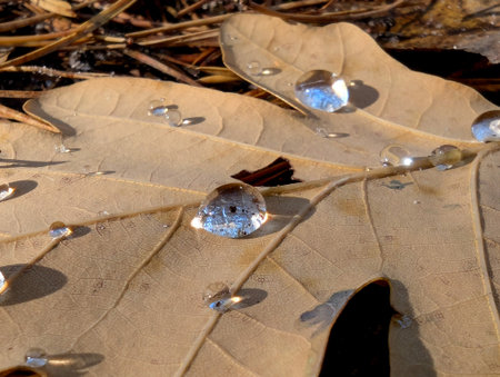 A fallen full oak leaf in autumn, with delicate drops of dew on its surface. The blue sky is reflected in the water. Fine veins warm vegetation foliage beige brown yellow texture. Curved edge yellowの写真素材
