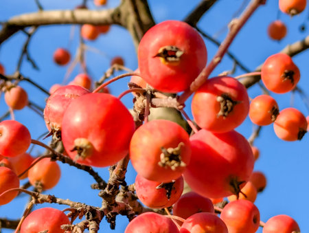 Close-up berries massive group. Red wild fruit growing on a branch against the backdrop of a cloudless clear blue sky. Decorative ikebana for postcard design.の写真素材