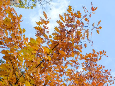 Vibrant autumn leaves showcasing deep orange and red colors illuminated against a light blue backgroundの写真素材
