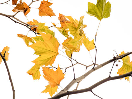 Vibrant autumn leaves showcasing light yellow orange lemon colors illuminated against a white background. A branch of lonely sad leaf for a beautiful warm card design.の写真素材